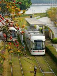 磨碟沙公園 | 廣州塔＆有軌電車＆最佳賞花拍攝地