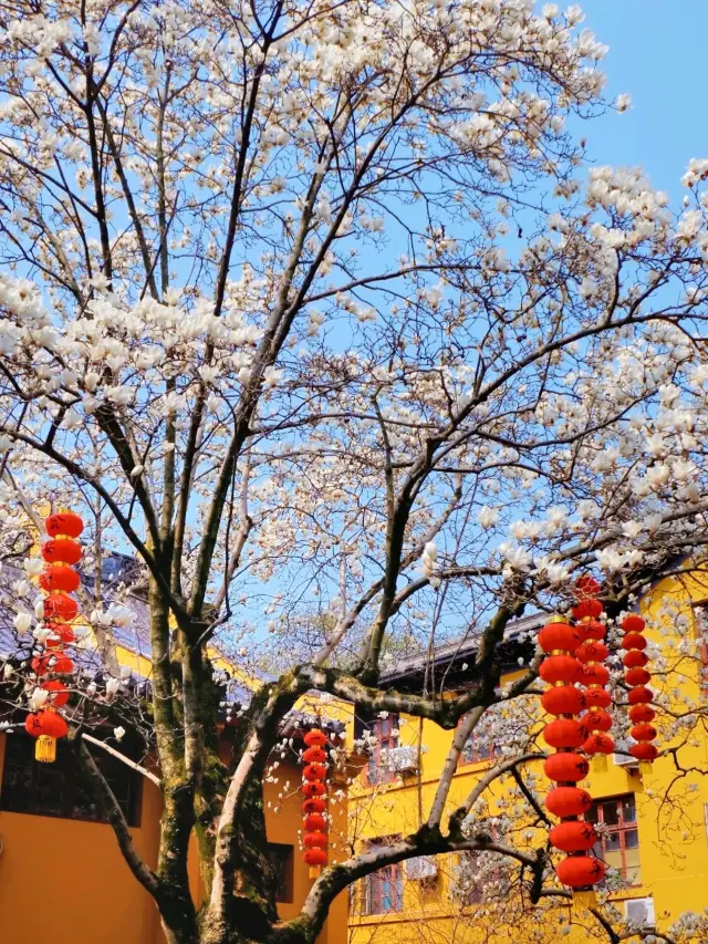 The much-anticipated magnolia flowers at Faxi Temple in Hangzhou have burst into bloom