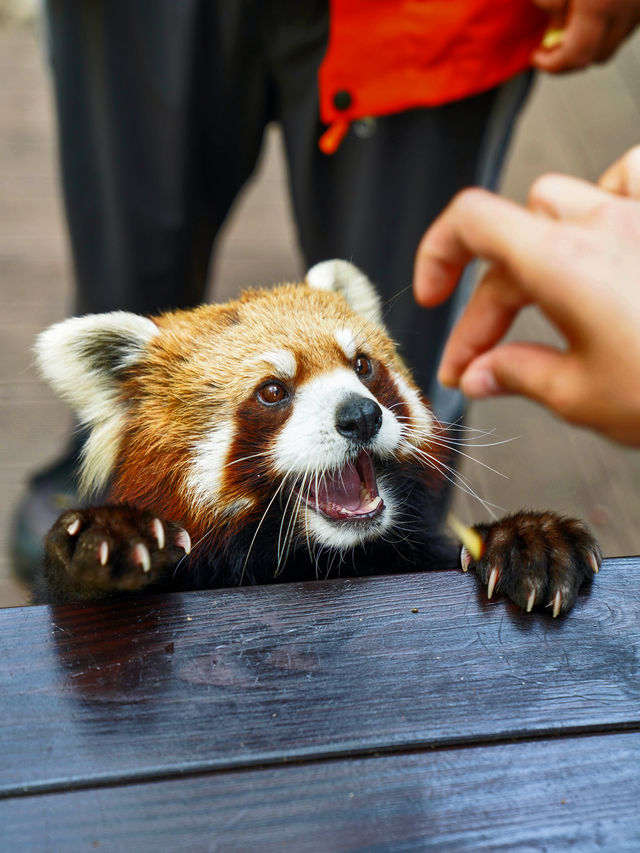 普洱旅行+爆火的小熊猫莊園怎麼玩？攻略日程來啦