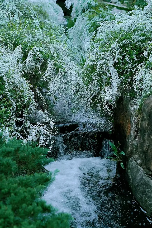 At the Hangzhou Tea Expo~ Encountering the warm, elegant, and snow-white Xueliu willows