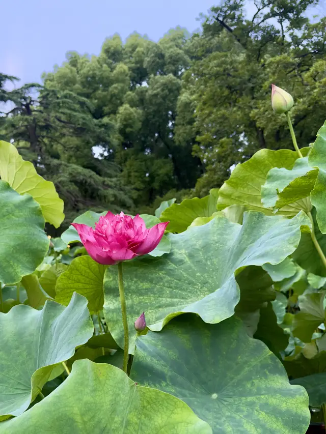 ดอกบัวในสวน Gu Yi กำลังบานอย่างงดงาม
