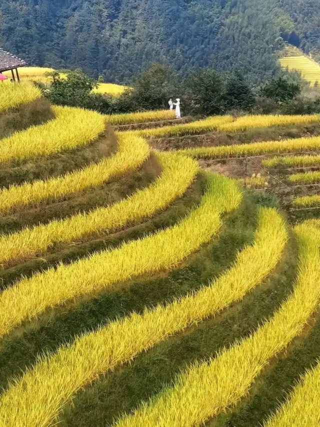 廣西龍勝龍脊梯田丨金色秋天，層層疊疊，千重稻浪盡染金黃