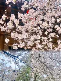 武漢——櫻花樹下我成了繽紛的人～