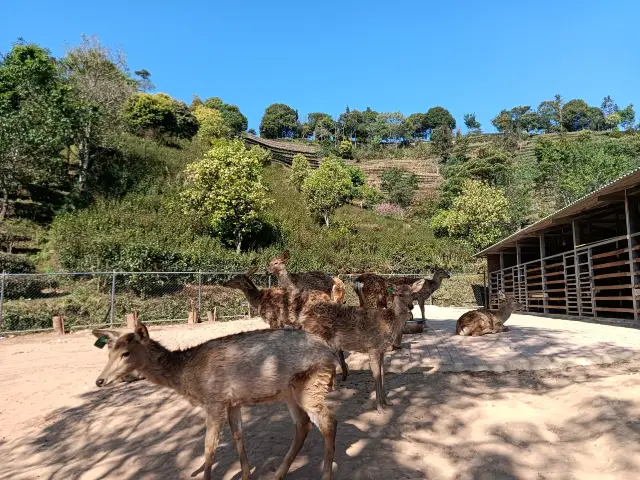 Puer Tea Deer Valley