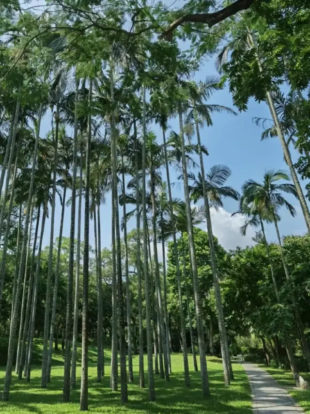 Shenzhen East Lake Park | A natural energy field