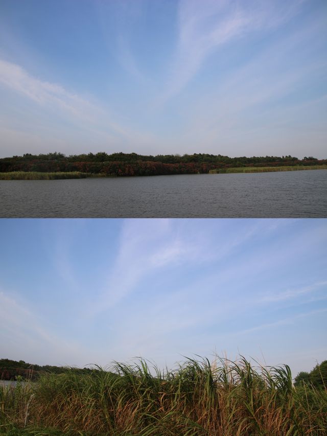 說走就走的週末-崇明東灘濕地公園