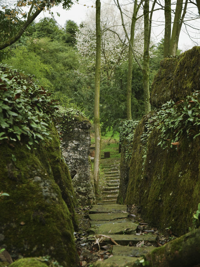 成都近郊｜正到鹤鸣山最美時（附玩法）