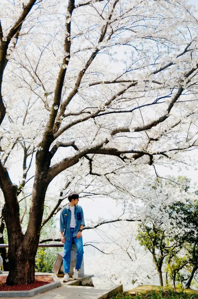 鼋头渚に行かずに、ここ桜並木の方が人が少ないです