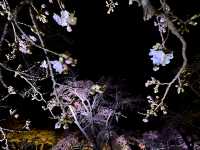 靜岡東部最美的櫻花都在這兒（3月下旬到4月上旬）