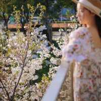 Cherry blossom view points in Shanghai 