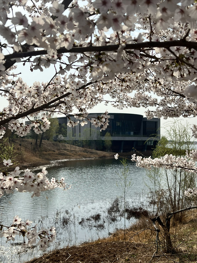 北京雁栖酒店（雁栖島）春之旅攻略