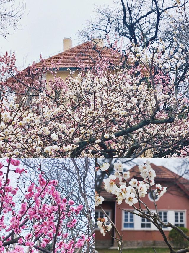 期待青島中山公園的櫻花真的太美啦