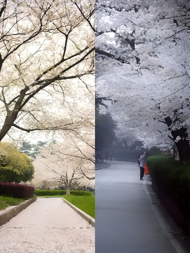 珞珈山下，櫻花大道：武大賞櫻的絕佳去處