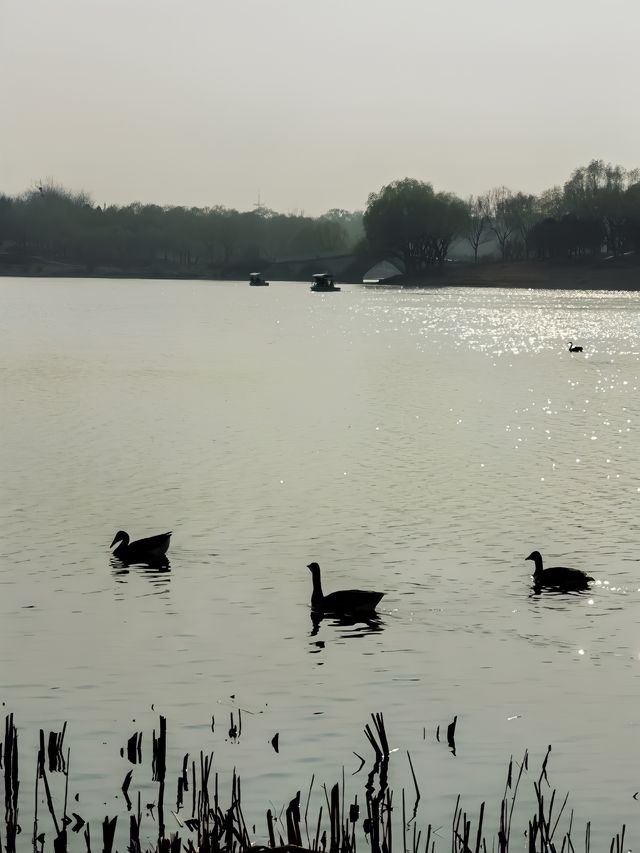 賞花探綠與雁同行，就在南海子公園