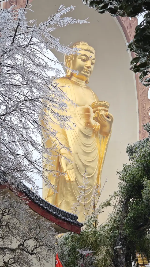 The Most Beautiful Snow Scenery | The Pure Land Garden of Donglin Temple under the cover of freezing rain in spring