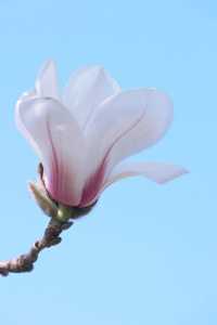 白玉蘭是春日的序章-九華山序章