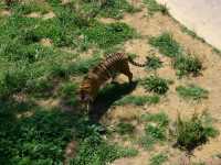 貴州第一動物王國——貴陽森林野生動物園