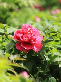 雲想衣裳花想容，春風拂檻露華濃