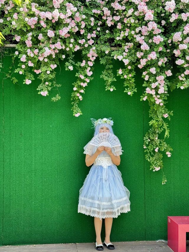 南京環亞凱瑟琳廣場薔薇花盛開！鮮花牆太美了！