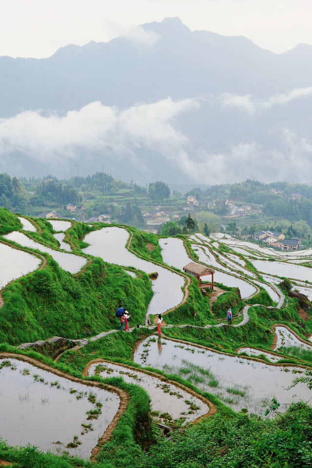 五一出遊好去處麗水雲和梯田