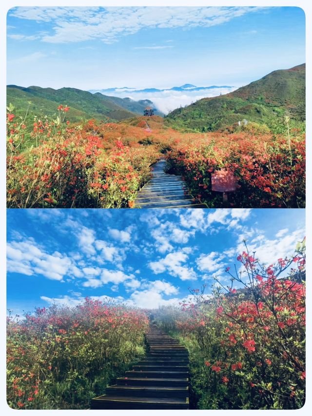 瀏陽｜賞杜鵑花的秘密仙境｜大圍山國家森林公園