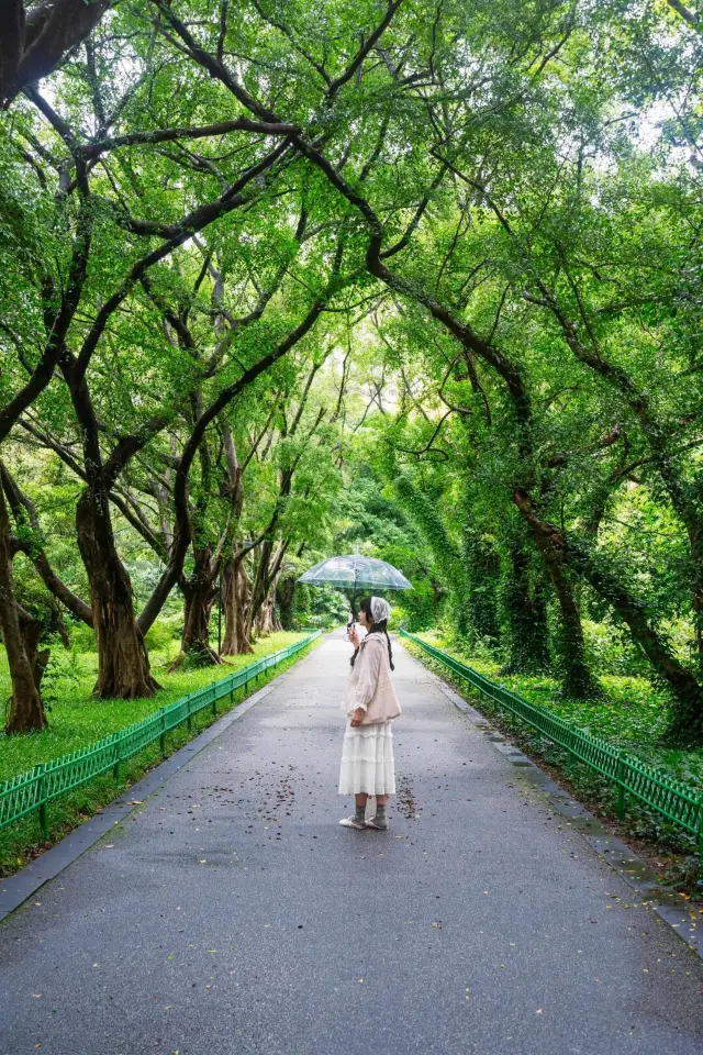 廣州華南植物園下雨天好絕!!