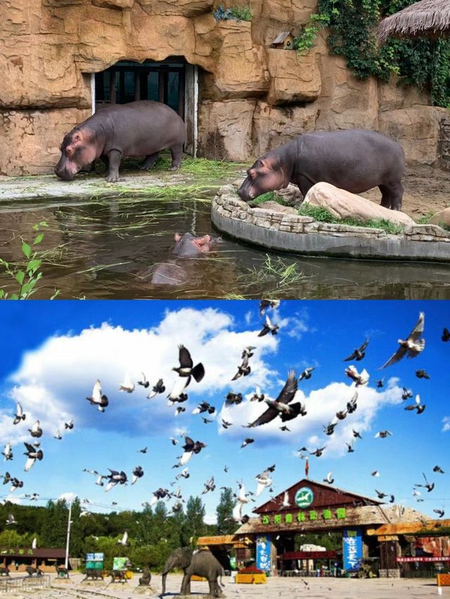 沈陽森林動物園