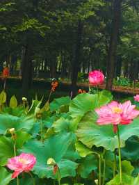 台州臨海靈湖公園，荷花盛開如詩如畫！