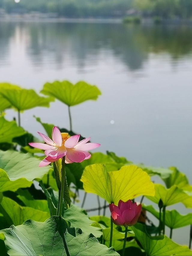 接天蓮葉無窮，映日荷花別樣