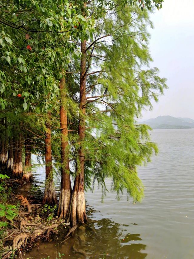 天目湖山水園，一場說走就走的詩意之旅