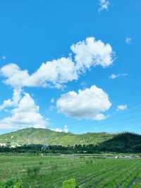 邂逅犬禾 | 民宿咖啡與稻田的絕美篇章