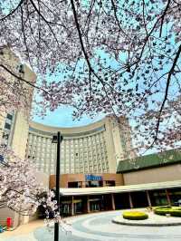 「東京Hilton Tokyo Narita Airport酒店攻略：無與倫比的地理位置，味蕾盛宴」