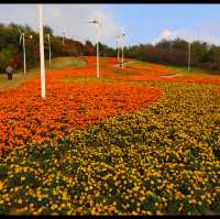 Flower blossoms at Shenyang Garden Expo 