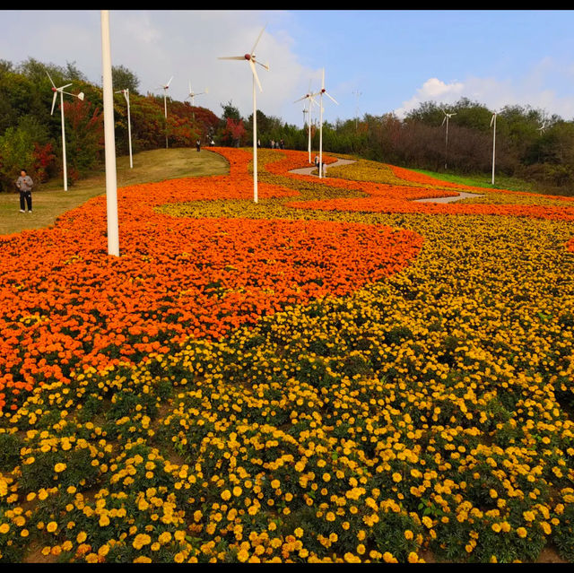 Flower blossoms at Shenyang Garden Expo 
