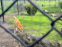 瑪璐考拉和動物公園旅遊攻略。