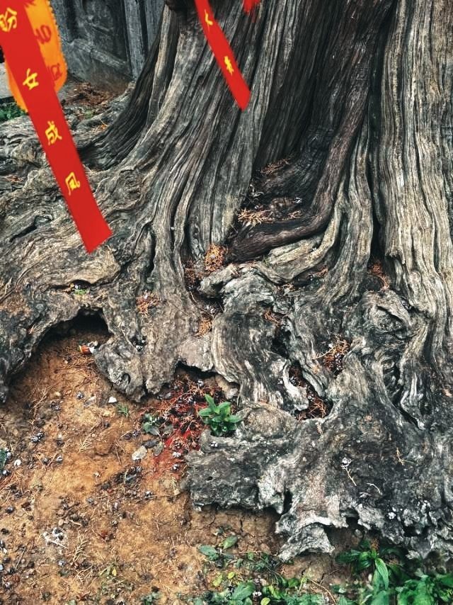 景點推薦打卡：洛陽關林廟。