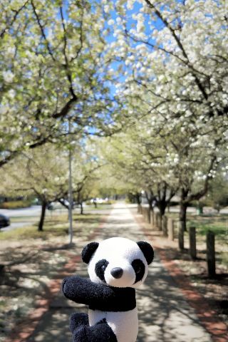 Canberra is known as the "Garden City of Oceania".