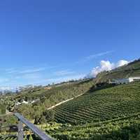 Cape Wine Estate 🍷🌿