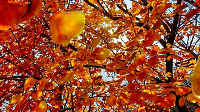 紅葉染盡「坡峰嶺」。