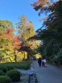 The Best Places to Enjoy Autumn Foliage in Nagoya