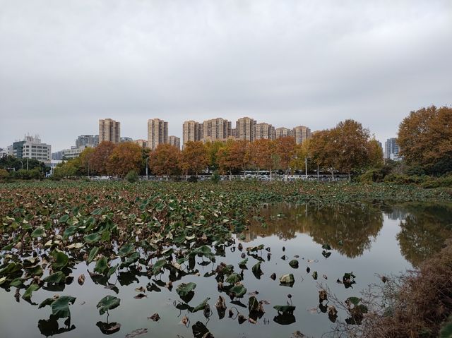 銀杏原路的銀杏葉快要變黃了。