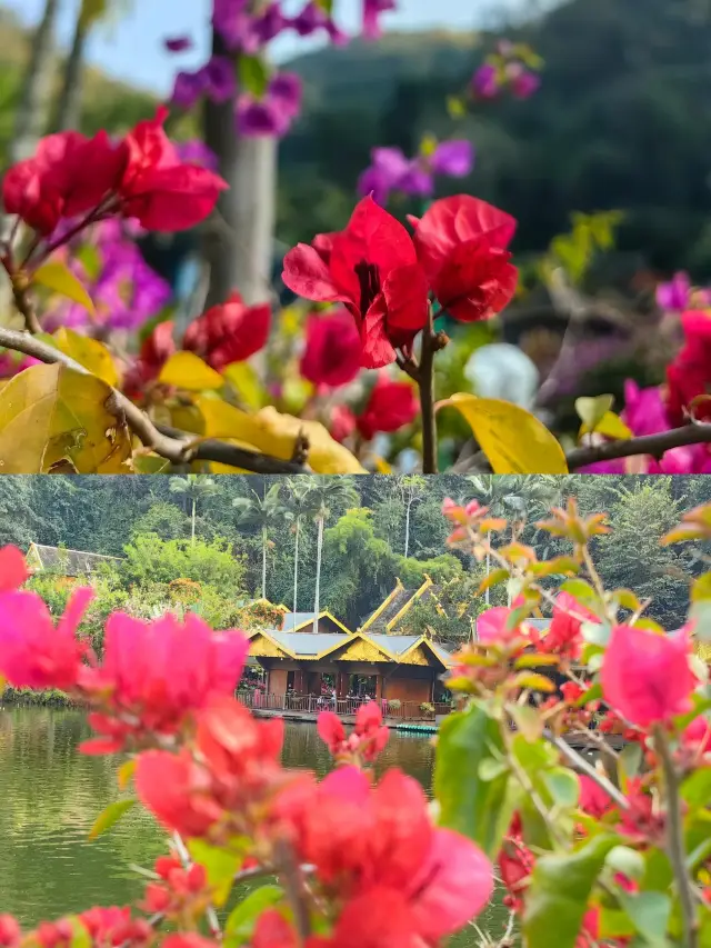 Xishuangbanna regrets... Xishuangbanna Jinuo Mountain Rainforest Hiking Guide. 