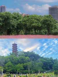周末去哪玩|打卡深圳最美粉黛花海。