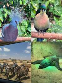 敢不敢來迪拜野生動物園逛逛