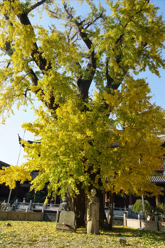 Shanghai is in the best viewing period|Baoguo Temple Ancient Ginkgo Tree