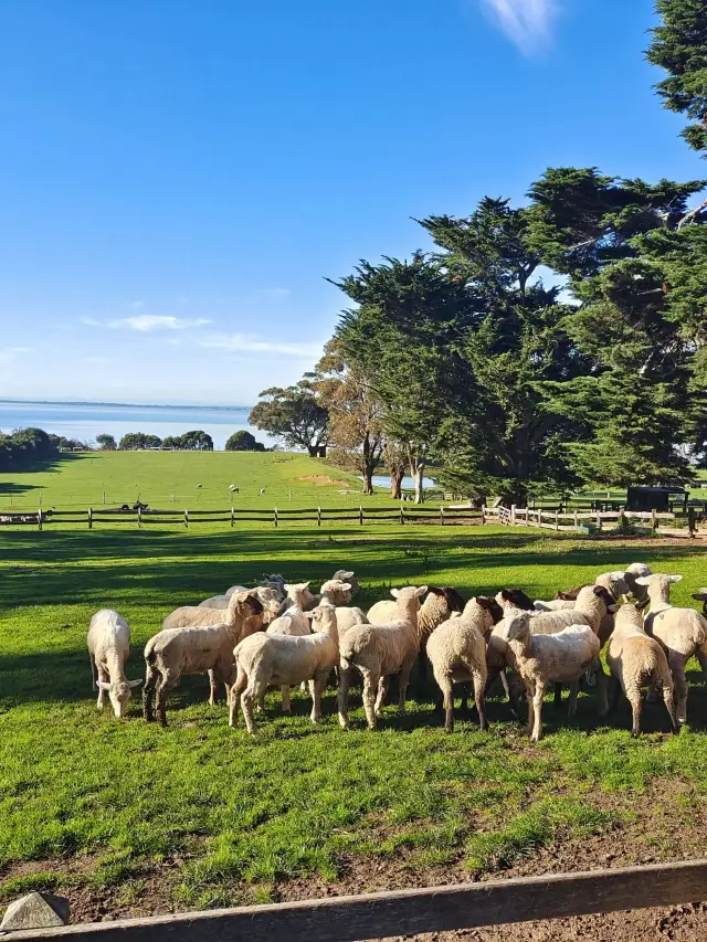 オーストラリア9日間深度ツアー 完全ガイド登場