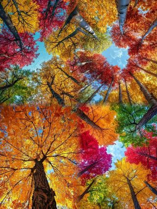 이 무료 공원이 정말 아름답네요! 가을의 동화 같은 세계가 여러분을 기다립니다!