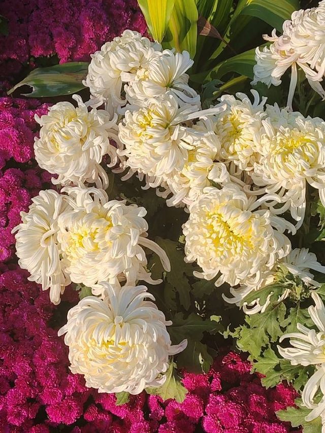 深圳 菊花展