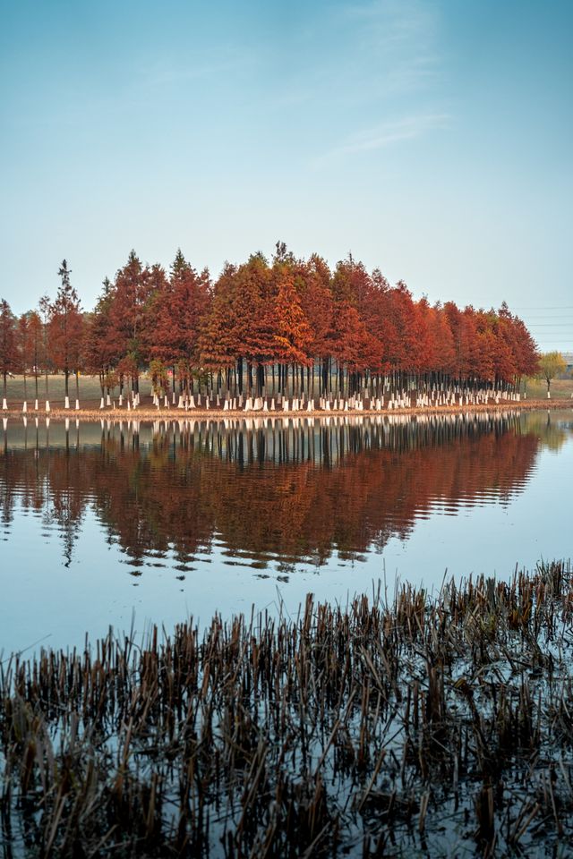 超美的長沙松雅湖紅杉林，你打卡了嗎？