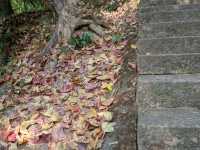 廣東新年何處去，紅葉首選圭峰山